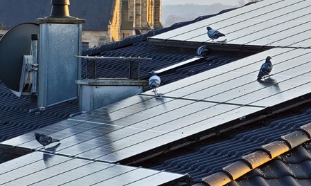 Vogelschutz für PV-Anlagen
